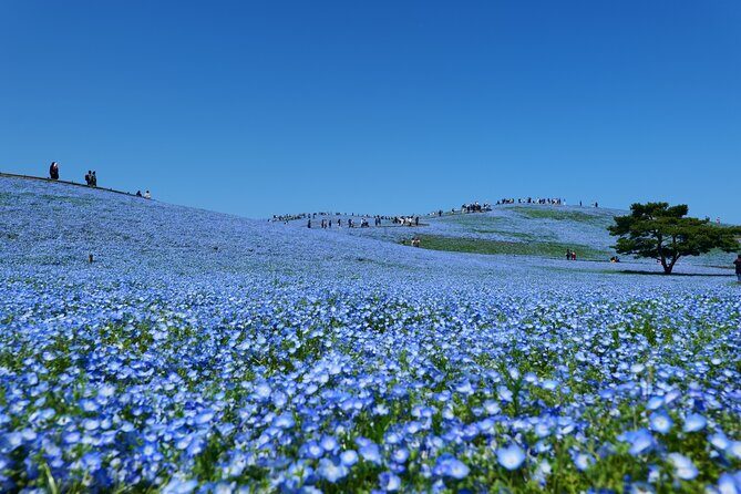 Hitachi Seaside Park and Mito Highlights Tour - Discovering Ibaraki: Hitachi Seaside Park and Mito Highlights Tour