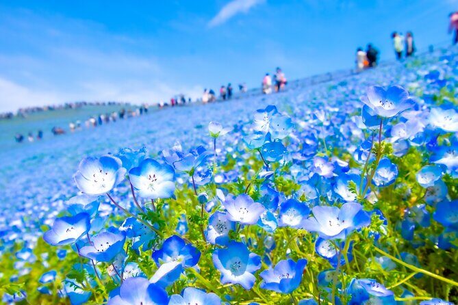 Hitachi Seaside Park and Mito Highlights Tour - Practical Aspects and What to Expect