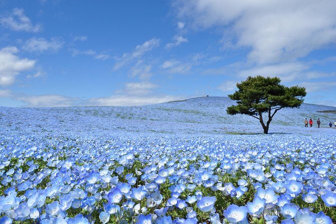 Hitachi Seaside Park & Ashikaga Flower Park from Tokyo - Good To Know
