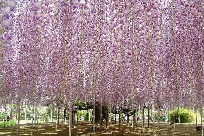 Hitachi Seaside Park & Ashikaga Flower Park from Tokyo - A Deep Dive into the Itinerary
