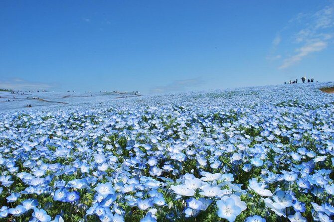 Hitachi Seaside Park & Ashikaga Flower Park from Tokyo - Practical Tips for Future Travelers