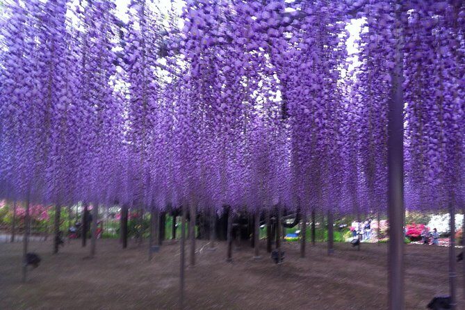 Hitachi Seaside Park & Ashikaga Flower Park from Tokyo - The Sum Up: Is This Trip Worth It?