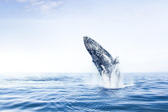 Hjalteyri Whale-Watching Tour on Traditional Oak Ship  - Akureyri - Overview and Location