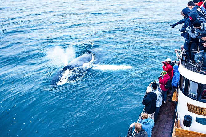 Hjalteyri Whale-Watching Tour on Traditional Oak Ship  - Akureyri - End Point and Meeting Point