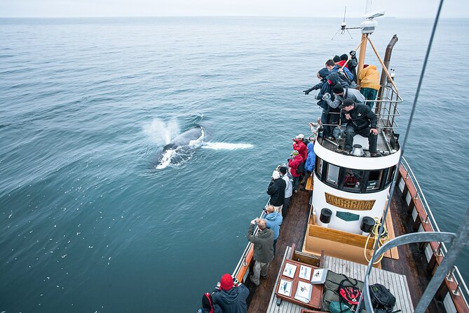 Hjalteyri Whale-Watching Tour on Traditional Oak Ship  - Akureyri - Additional Information