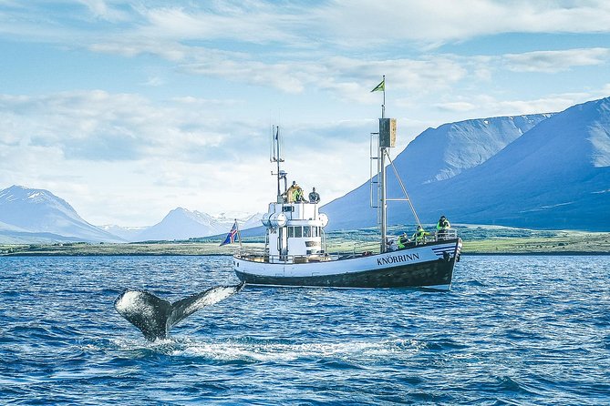 Hjalteyri Whale-Watching Tour on Traditional Oak Ship  - Akureyri - Common Questions