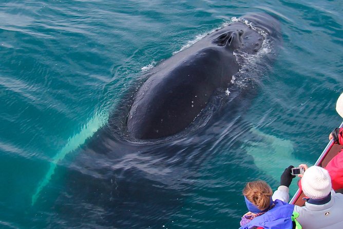 Hjalteyri Whale-Watching Tour on Traditional Oak Ship  - Akureyri - The Sum Up