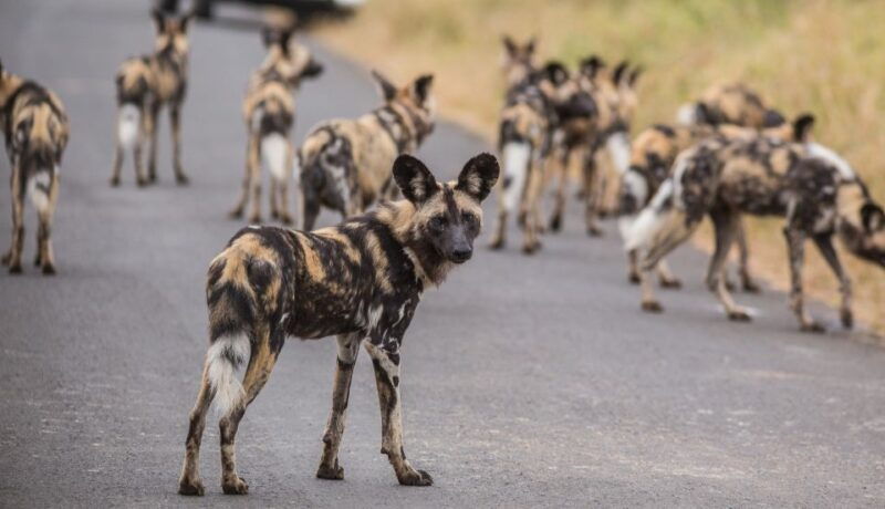 Hluhluwe-Imfolozi: Big 5 Full or Half-Day Safari - Good To Know