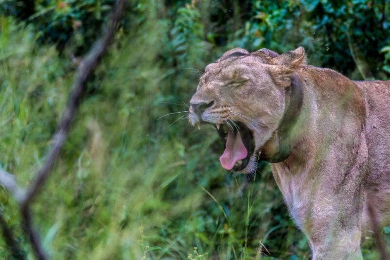 Hluhluwe-Imfolozi: Big 5 Full or Half-Day Safari - Authentic Encounters and Guide Passion