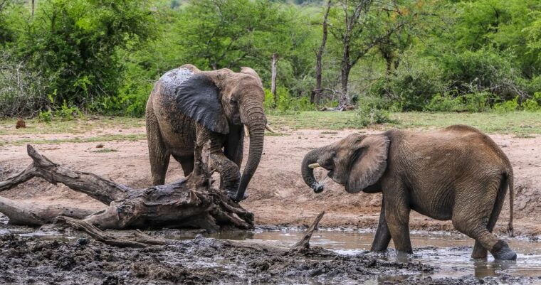 Hluhluwe-Imfolozi: Big 5 Full or Half-Day Safari - Final Thoughts: Is This Safari for You?