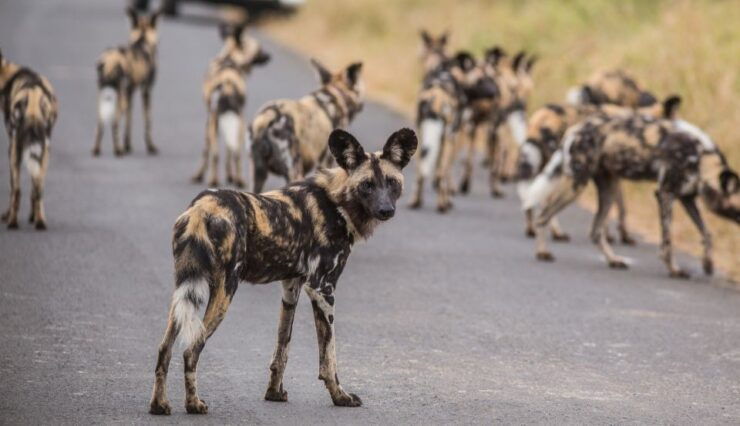 Hluhluwe-Imfolozi: Big 5 Full or Half-Day Safari - Tour Duration and Inclusions
