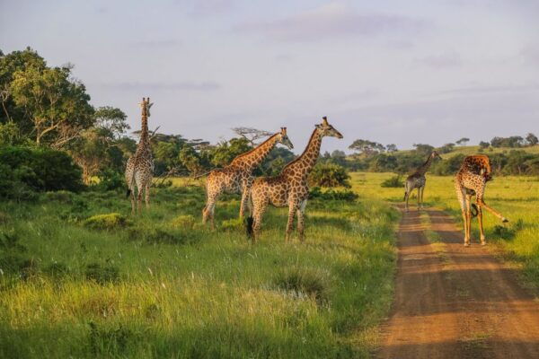 Hluhluwe-Imfolozi: Big 5 Full or Half-Day Safari - Customer Satisfaction