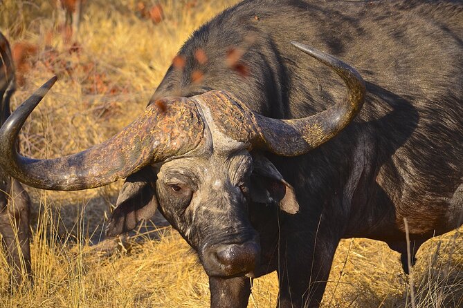 Hluhluwe Imfolozi & Dumazulu Cultural Village Tour From Durban - Combined Wildlife and Cultural Experience