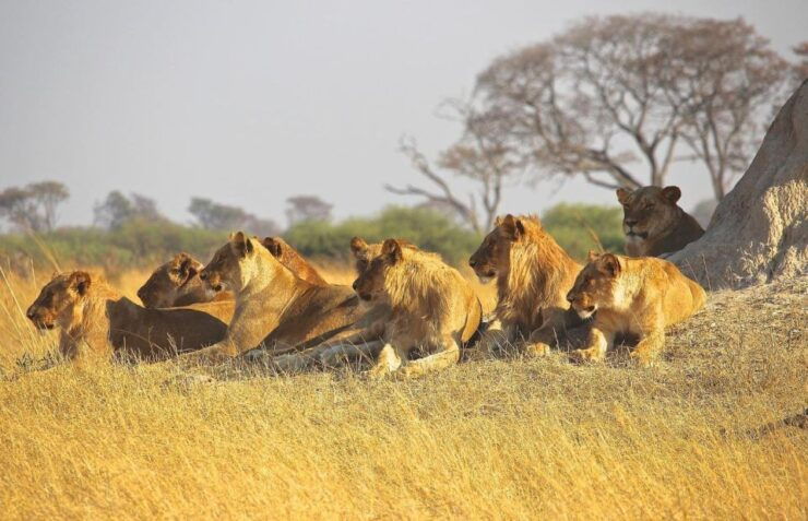Hluhluwe Imfolozi Game Reserve Full Day Tour From Durban - Good To Know