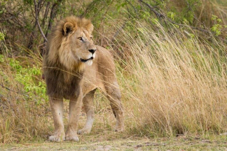Hluhluwe Imfolozi Game Reserve Full Day Tour From Durban - Tour Details