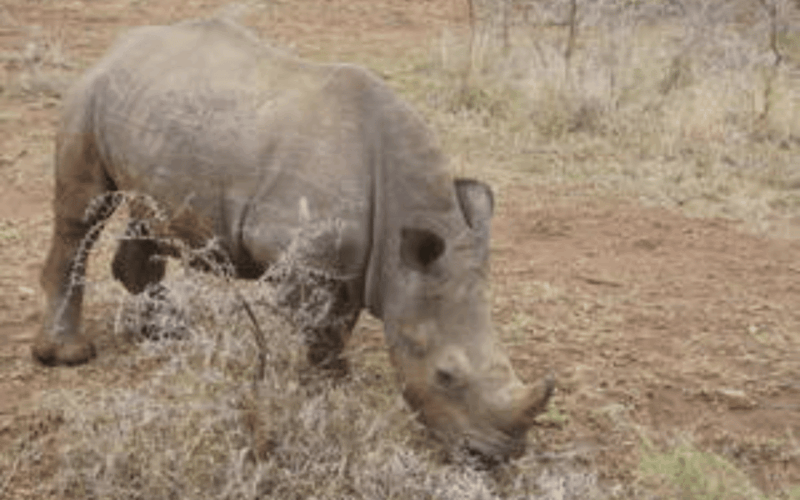 Hluhluwe-iMfolozi Park Big 5 Family Safari Experience - Who Would Love This Experience?