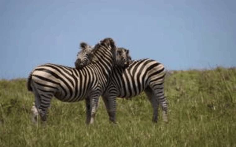 Hluhluwe-iMfolozi Park Big 5 Family Safari Experience - The Sum Up