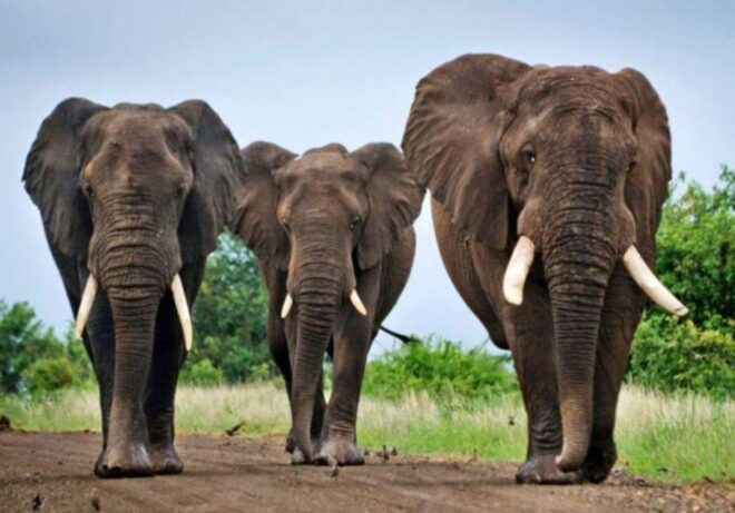 Hluhluwe & Isimangaliso Wetlands Park 2 Day Tour From Durban - Frequently Asked Questions