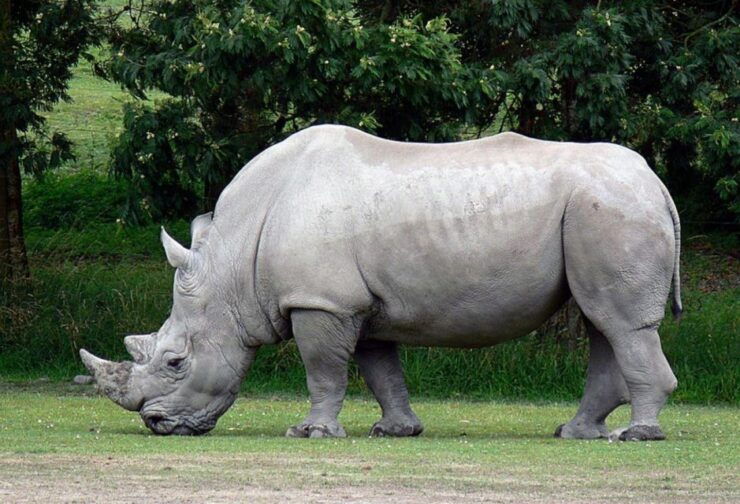 Hluhluwe & Isimangaliso Wetlands Park 2 Day Tour From Durban - Good To Know