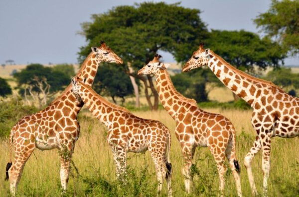Hluhluwe & Isimangaliso Wetlands Park 2 Day Tour From Durban - The Sum Up