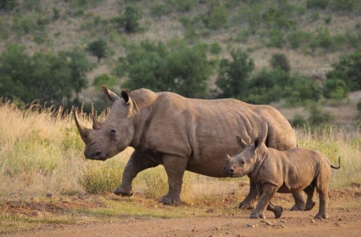 Hluhluwe & Isimangaliso Wetlands Park 3 Day Tour From Durban - Good To Know