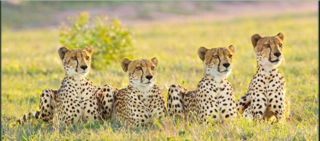 Hluhluwe & Isimangaliso Wetlands Park 3 Day Tour From Durban - Frequently Asked Questions