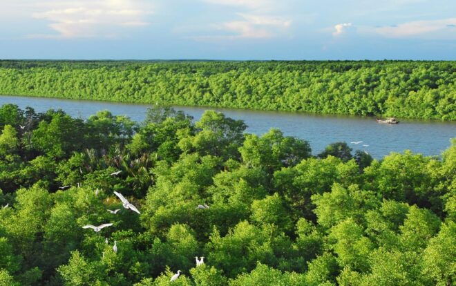 Ho Chi Minh: Can Gio Mangrove Biosphere Reserve 1 Day Tour - What to Expect