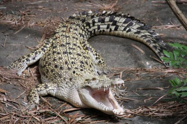 Ho Chi Minh: Can Gio Mangrove Biosphere Reserve 1 Day Tour - Frequently Asked Questions