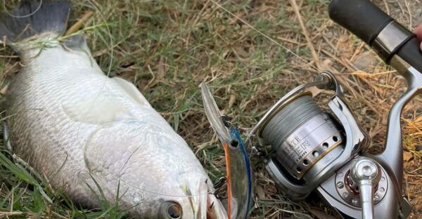 Ho Chi Minh City: Barramundi Fishing Day Tour - Fishing Experience