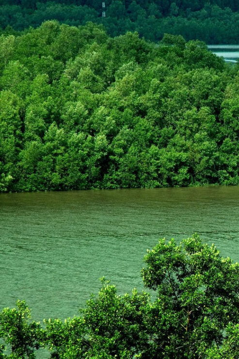 Ho Chi Minh City: Can Gio Mangrove Forest Eco Tour - Good To Know