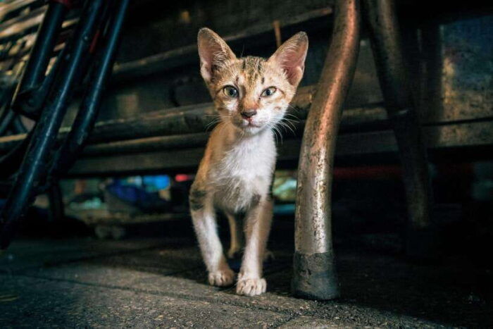 Ho Chi Minh: City Highlights & Hidden Gems Walking Tour - Frequently Asked Questions