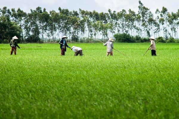Ho Chi Minh City: Mekong Delta Full-Day Speedboat Tour - Practical Information and Booking Details