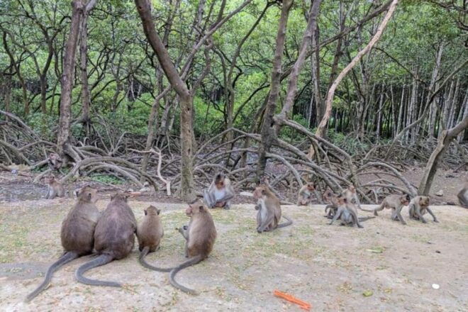 Ho Chi Minh: Explore Can Gio Mangrove Forest & Monkey Island - Unique Wildlife Encounters