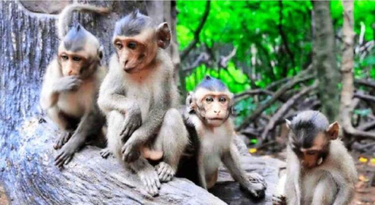 Ho Chi Minh: Private Eco Tour to Can Gio Mangrove Forest - Tour Location and Duration