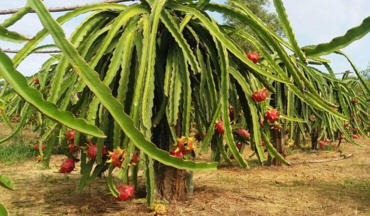 Ho Coc Beach, Nature Reserve & Dragon Fruit Farm Day Tour - Itinerary Overview