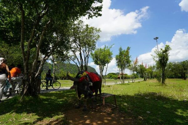 Hoa Lu - Trang An-Mua Cave Full Day With Buffet Lunch - Accessibility Information