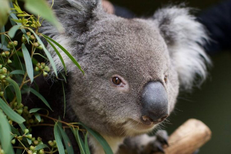 Hobart: Admission Ticket to Bonorong Wildlife Sanctuary - Experience Highlights