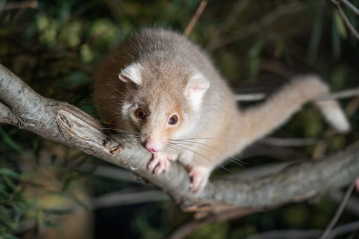 Hobart: Bonorong Wildlife Sanctuary Guided Night Tour - Activity Details
