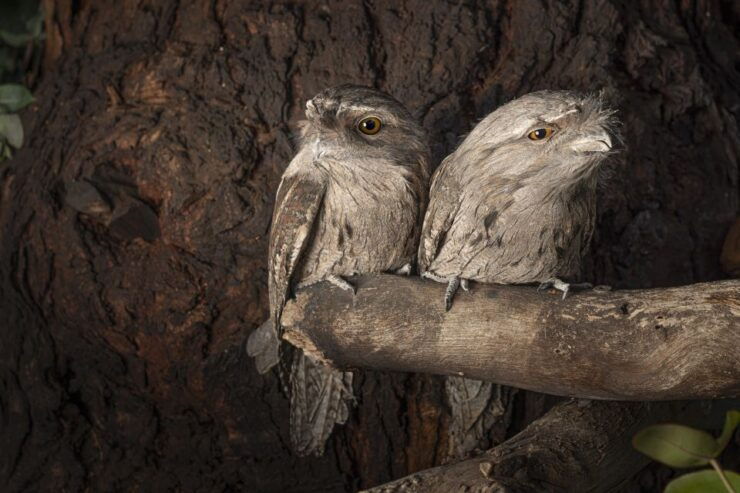Hobart: Bonorong Wildlife Sanctuary Guided Night Tour - Experience Highlights