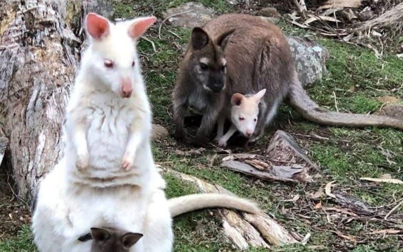 Hobart Bruny Island Full-Day Coast & Wildlife Tour - A full day can still leave places out
