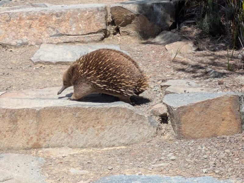 Hobart: Cape Hauy Hike - Who Should Consider This Tour?  