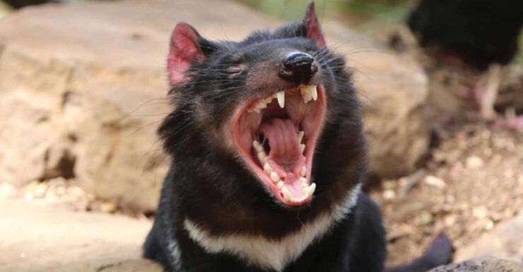 Hobart: Full-Day Bonorong Wildlife Sanctuary & Richmond Tour - Tour Overview