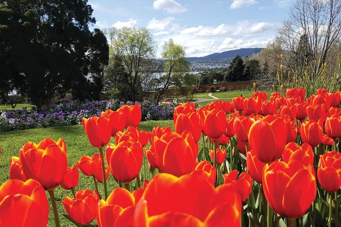Hobart Half-Day Sightseeing City Tour - Reviews
