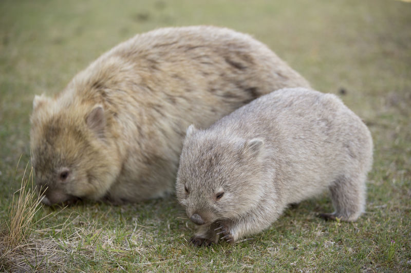 Hobart Maria Island National Park - Nature & Wildlife Adventure - Painted Cliffs are shaped by water and time