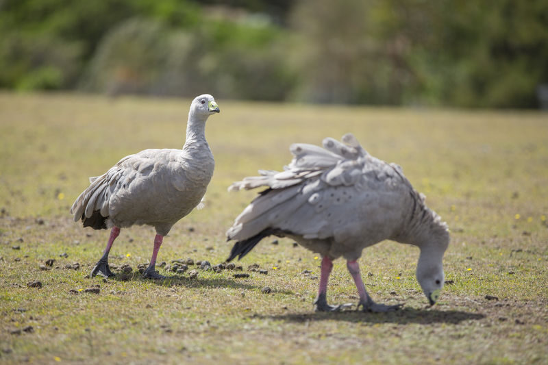 Hobart Maria Island National Park - Nature & Wildlife Adventure - Wildlife spotting is part skill, part luck