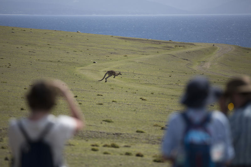 Hobart Maria Island National Park - Nature & Wildlife Adventure - Who should choose this Maria Island day
