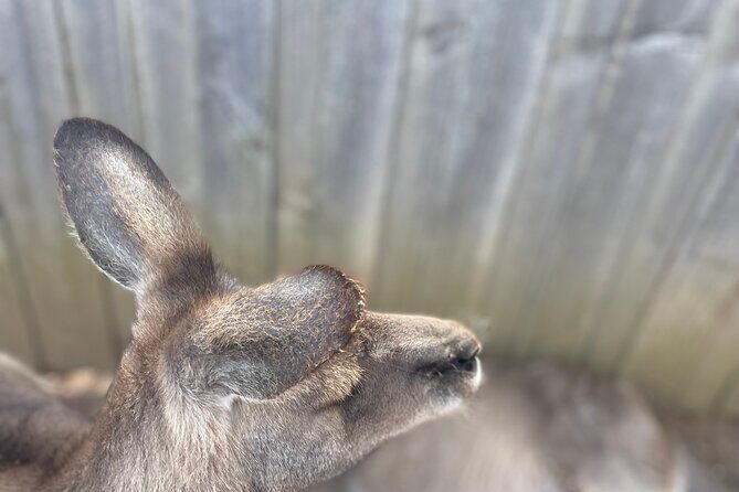Hobart Shore Excursion Aussie Wildlife and Sighseeing Shared Tour - Good To Know