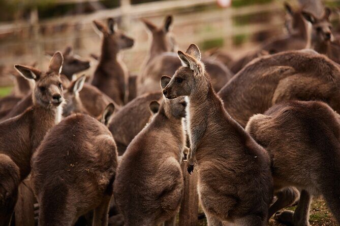 Hobart Shore Excursion: Bonorong Bus - The Itinerary Breakdown