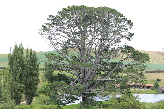 Hobbiton Afternoon Tour in Luxury Minibus From Auckland to Auckland - Up-Close Encounter With Hobbiton