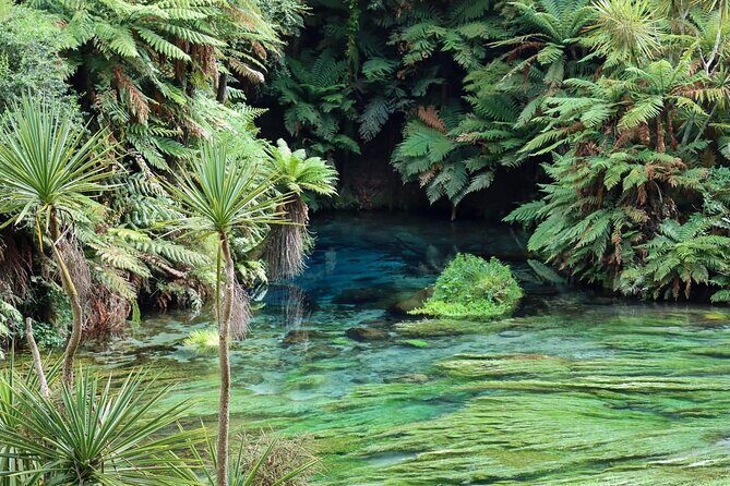 Hobbiton Movie Set & Blue Springs: Private Tour from Auckland - An In-Depth Look at the Hobbiton Experience